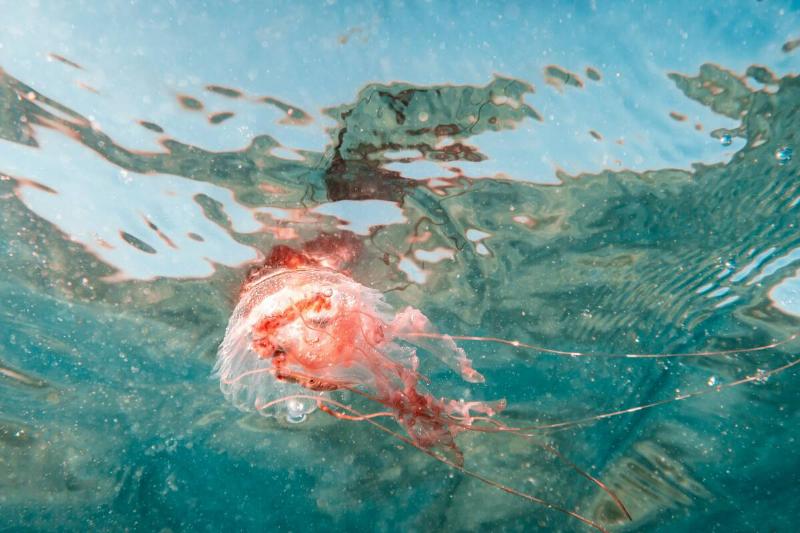 Underwater View of Jellyfish.