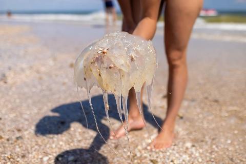 Woman holding jellyfish on coast. 