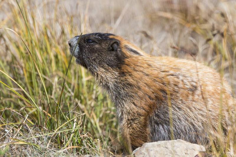 An Olympic marmot (Marmota olympus) on Hurricane Ridge on the Olympic Peninsula in the Olympic National Park.