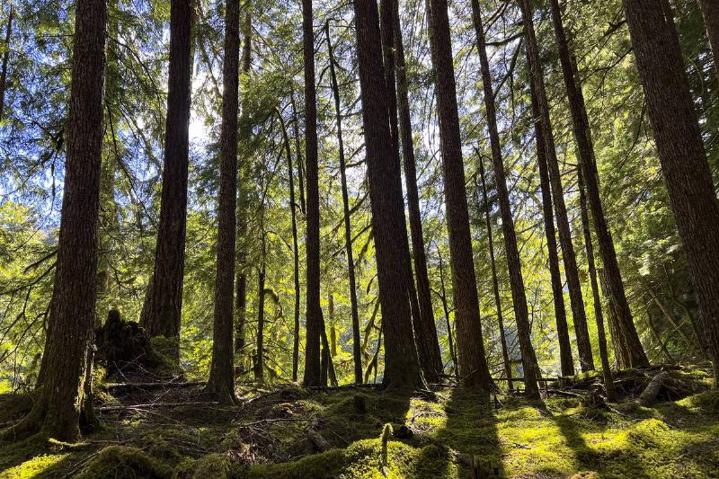 Spruce Trail in the Hoh Rain Forest in Olympic National Park.