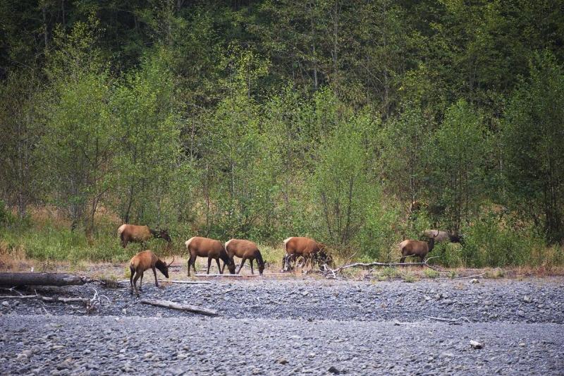 Roosevelt Elk At River.