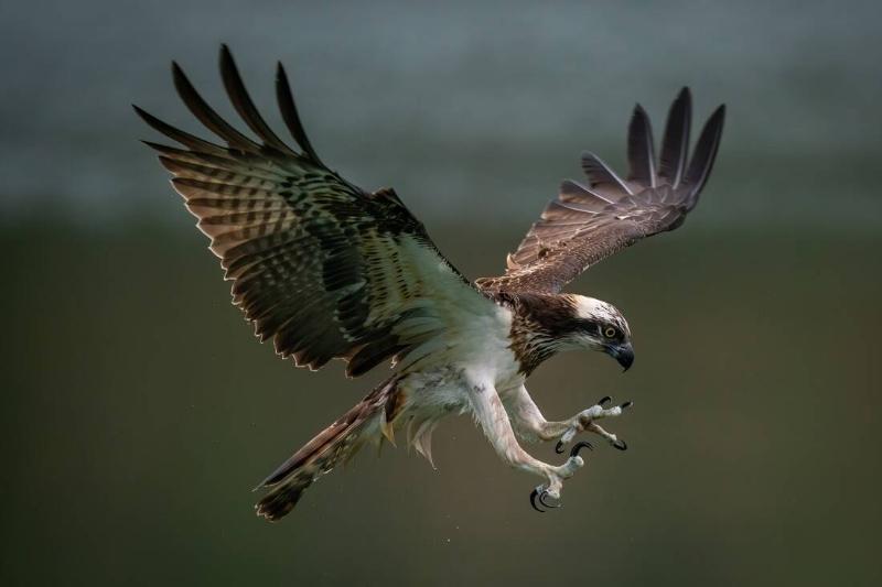 A hunting osprey.