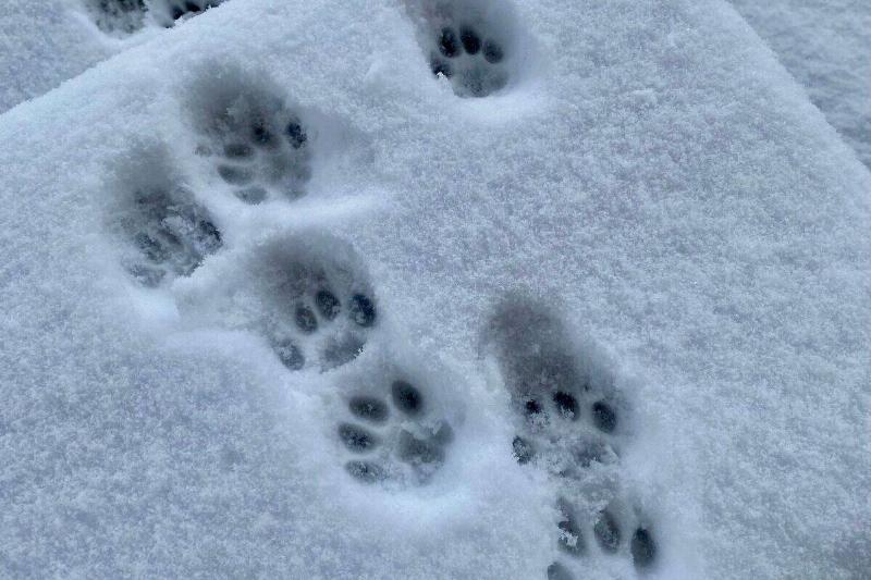 A photo of a snow-covered staircase with some cat paw prints on it.