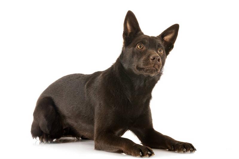 Australian Kelpie in front of white background.