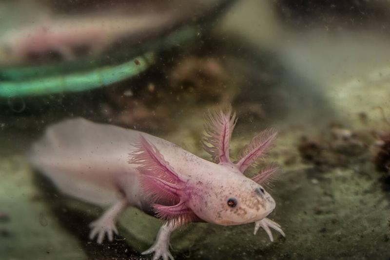 An axolotl swimming in a tank. 