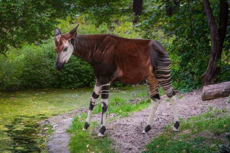 An okapi standing near water. 