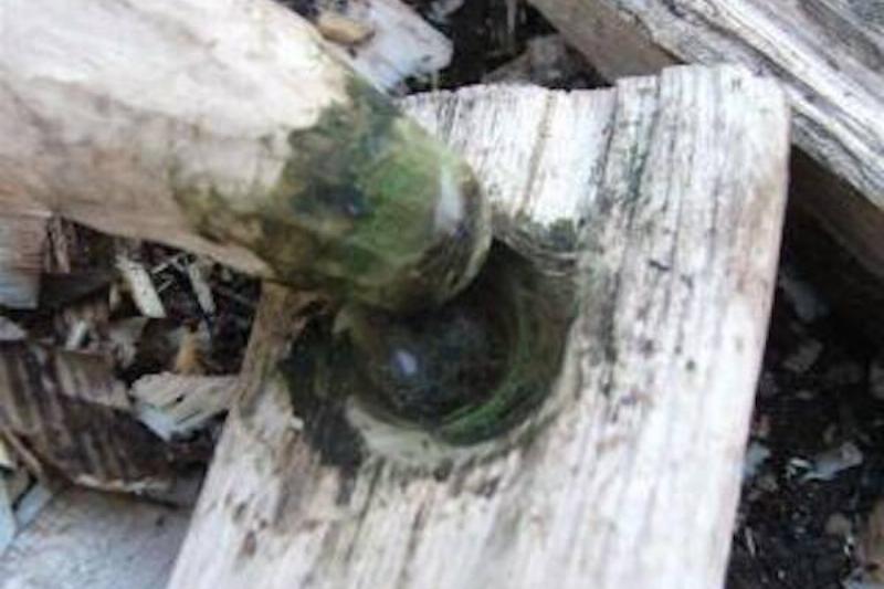Holly used to lubricate the bowdrill. 