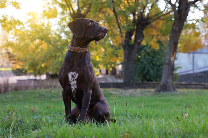Cute German Shorthaired Pointer dog sitting on green grass in park.