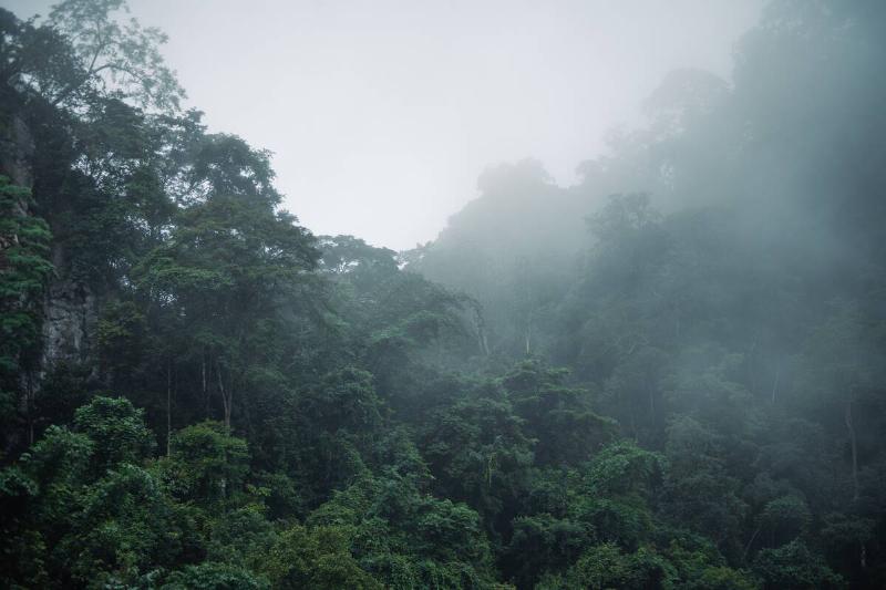 Rain in a dark green forest. 