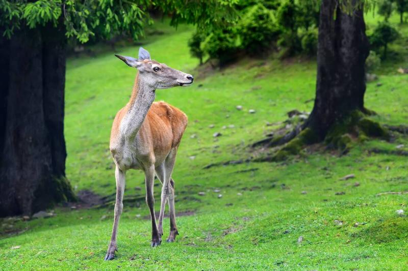 Close young female deer in summer forest.