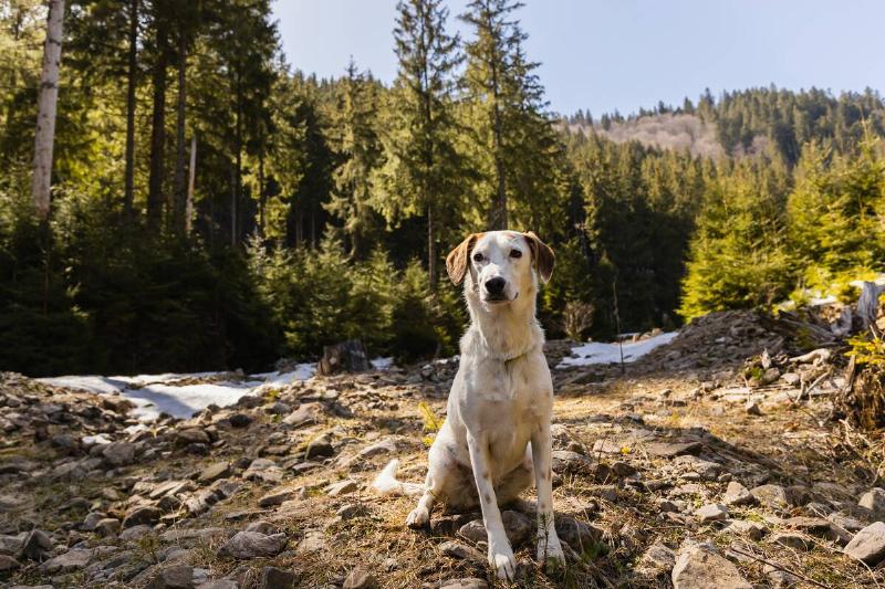 Dog sitting on glade with stones near mountain forest.