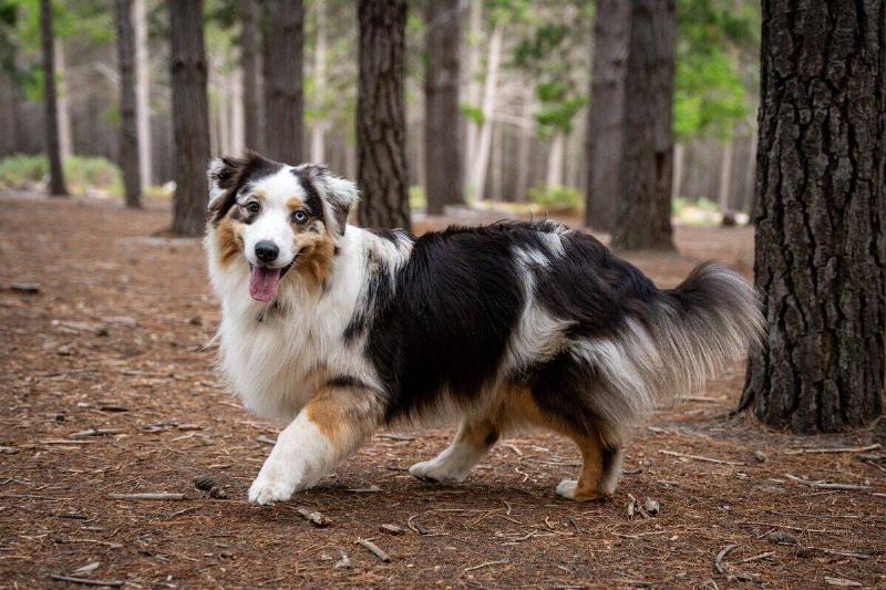 Black and white Australian Shepherd with one blue eye in a forest. 