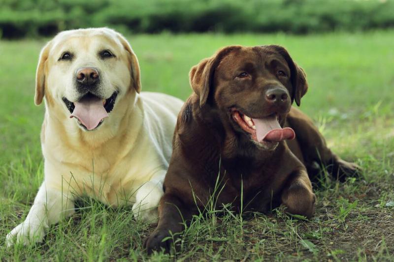 Two labrador retriever dogs in the park. 