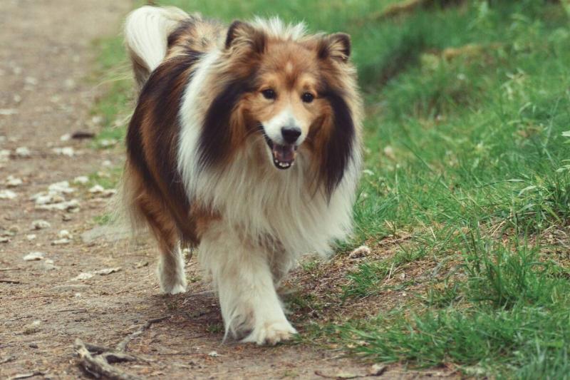 Happy collie dog on a dirt path. 