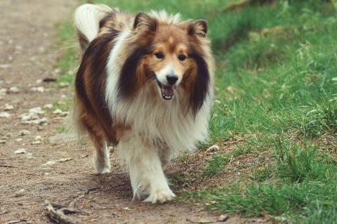 Happy collie dog on a dirt path. 