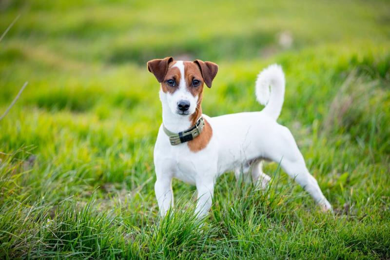 Jack Russell Terrier standing in grass. 