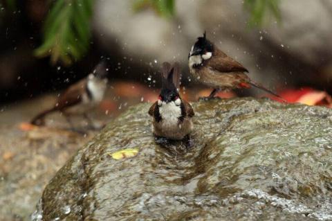 Birds in the rain.