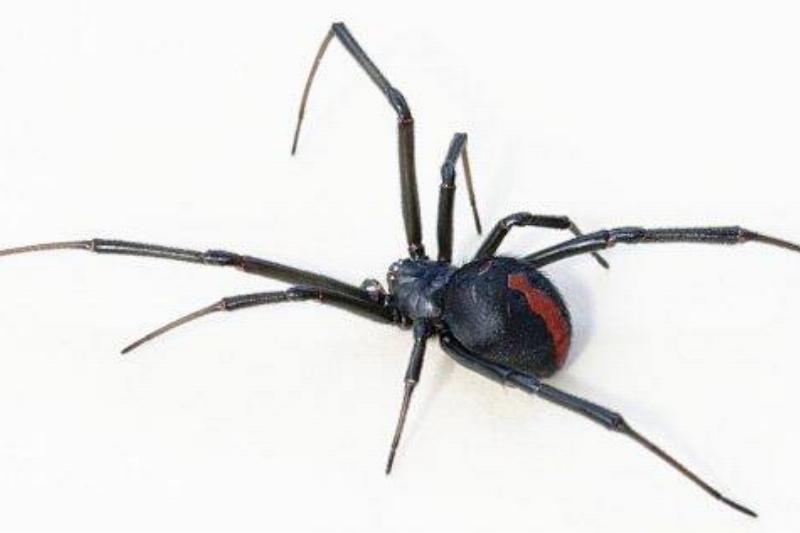 latrodectus_hasseltii_close-600x318-1-82623