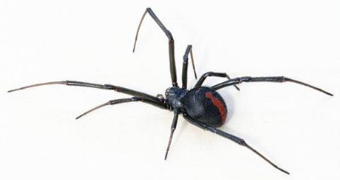 latrodectus_hasseltii_close-600x318-1-82623