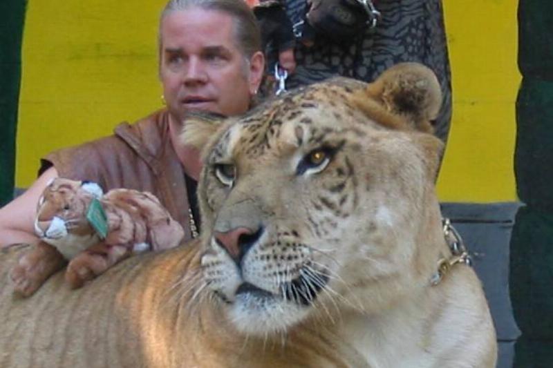 A liger with a trainer.