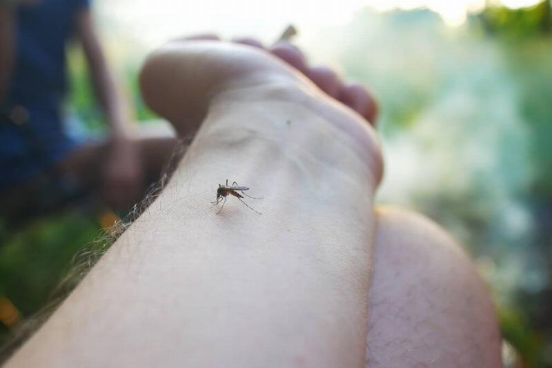 A mosquito on a person's arm. 