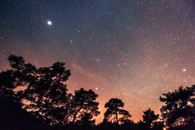 Shadow of trees in front of a starry sky. 