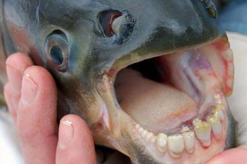 A pacu fish. 