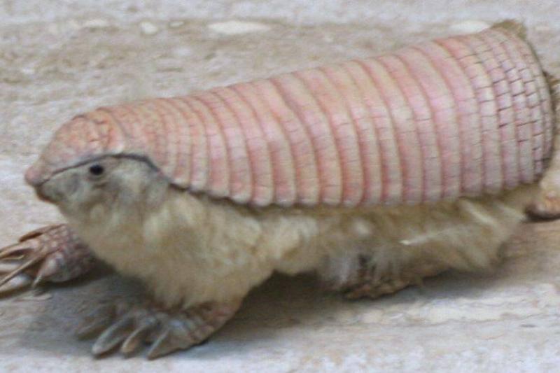 A pink fairy armadillo. 
