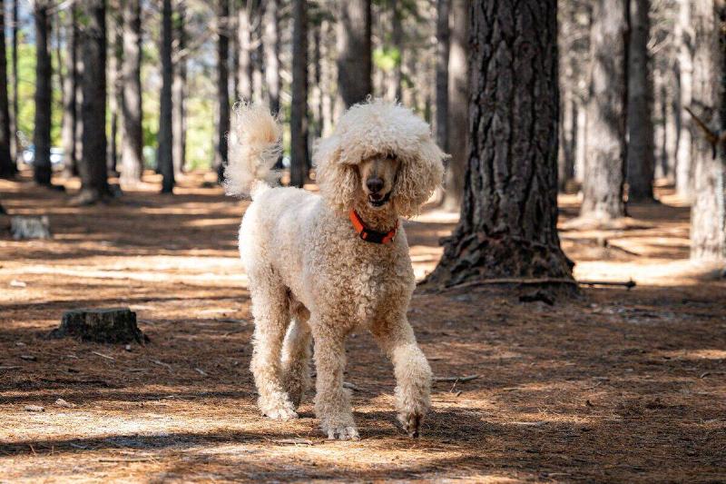 A poodle with a curly coat walks through a sunlit forest.