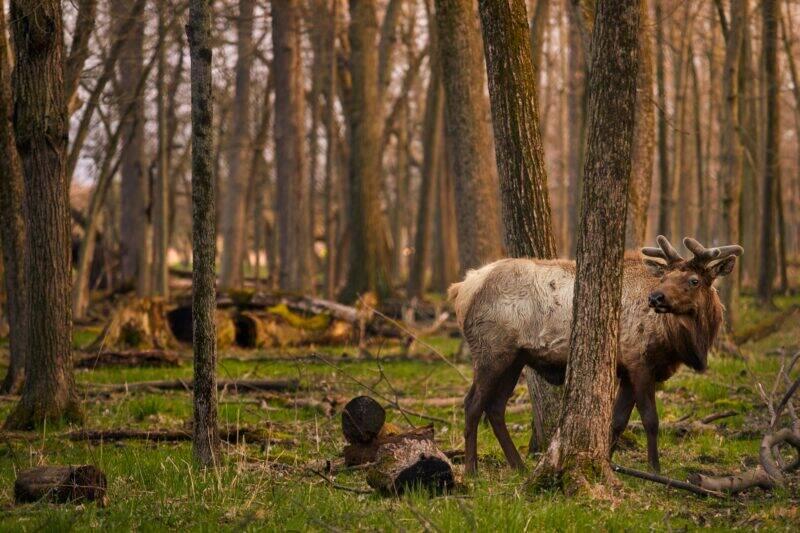 Elk in a forest.