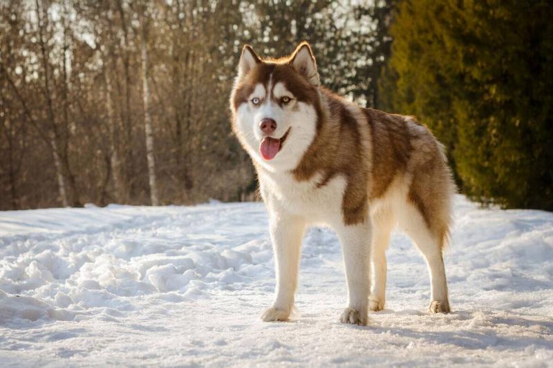Siberian husky stands on snow-covered ground in forest.