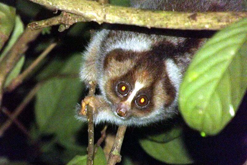 A slow loris on a tree branch. 