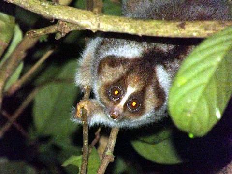A slow loris on a tree branch. 