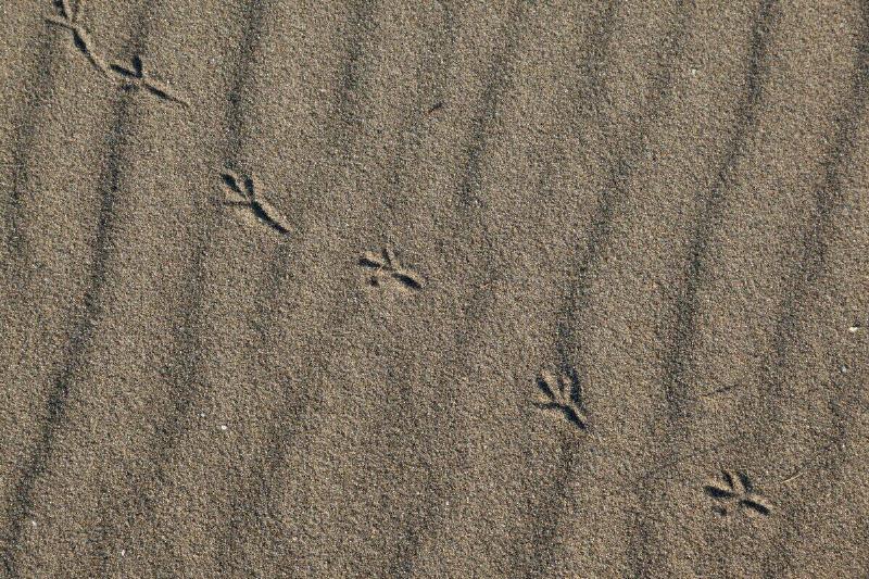Bird tracks in sand. 