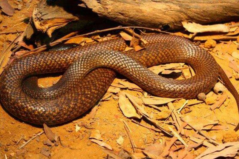 western_brown_snake-600x375-1-68264