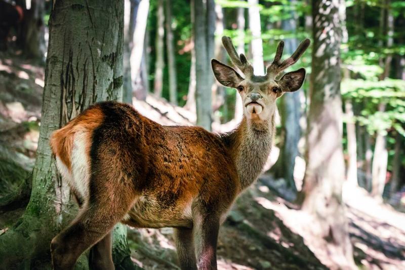 Wild deer in the forest.