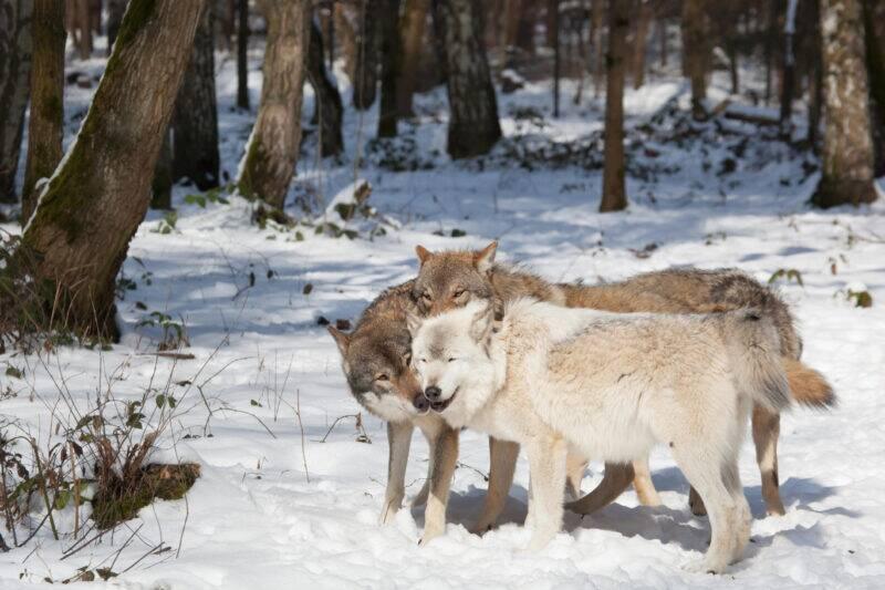 A wolf pack in a snowy forest.