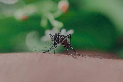 close up mosquito on arm