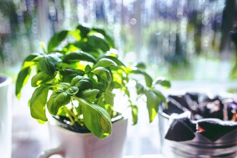 basil plant in white pot on counter