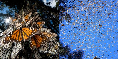 Monarch butterflies in Mexico by Joel Sartore