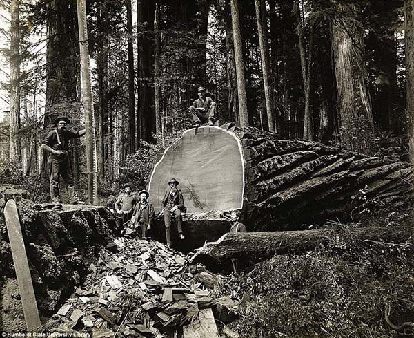 1473337473-8407-lumberjacks-redwood-7