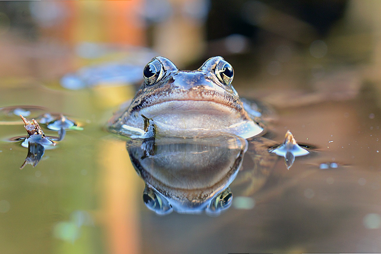 common-frog-1663735_1280