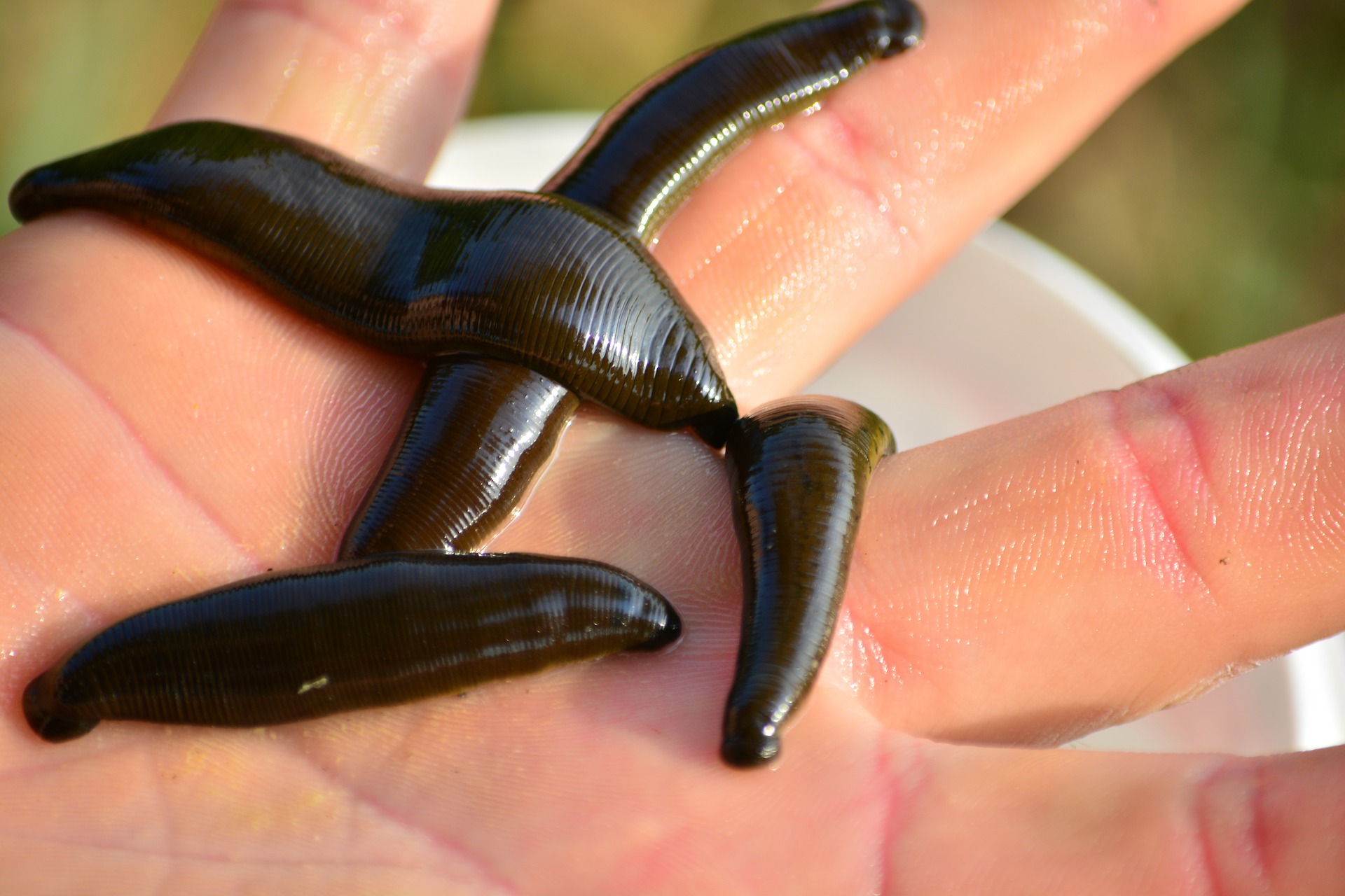 How to Prevent Leeches 6 Ways to Keep Leeches Away Outdoor Revival