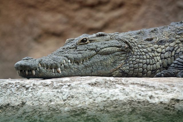 Nile Croc – Leigh Bedford