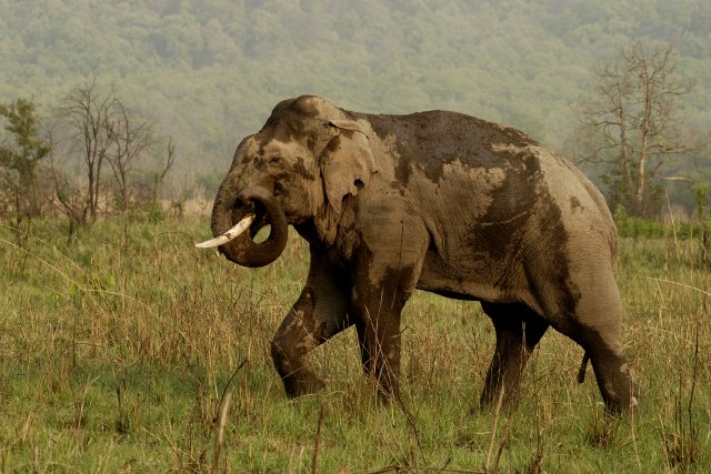 Asian Elephant