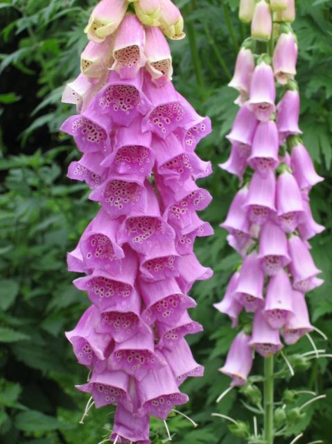 Foxglove flowers are beautiful but deadly 