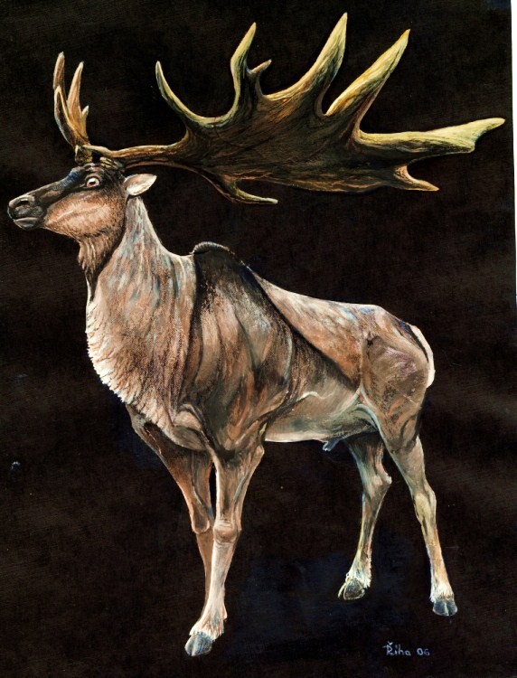 megaloceros