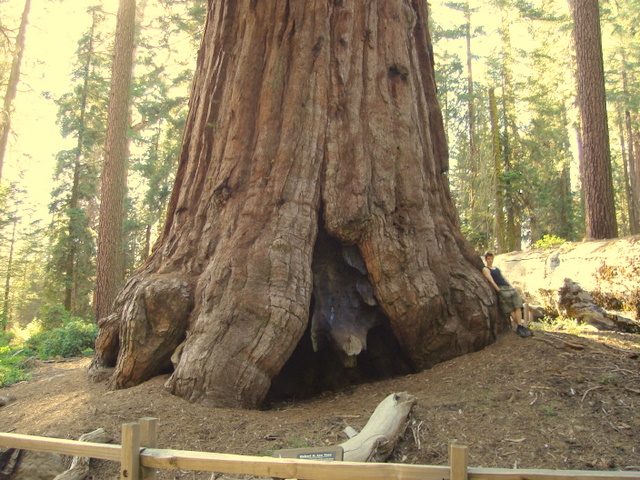 Robert E. Lee tree, Kings Canyon National Park