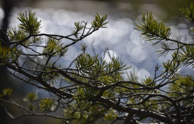 Slow growing pines. The Soomaa National Park in Estonia the unique bog area that has five seasons in a year it is claimed by the locals.   Picture By: www.thetraveltrunk.net