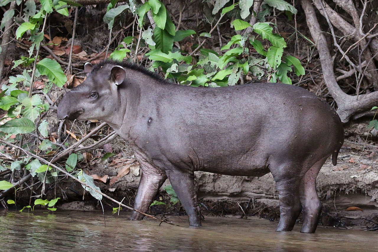south_american_tapir_tapirus_terrestris